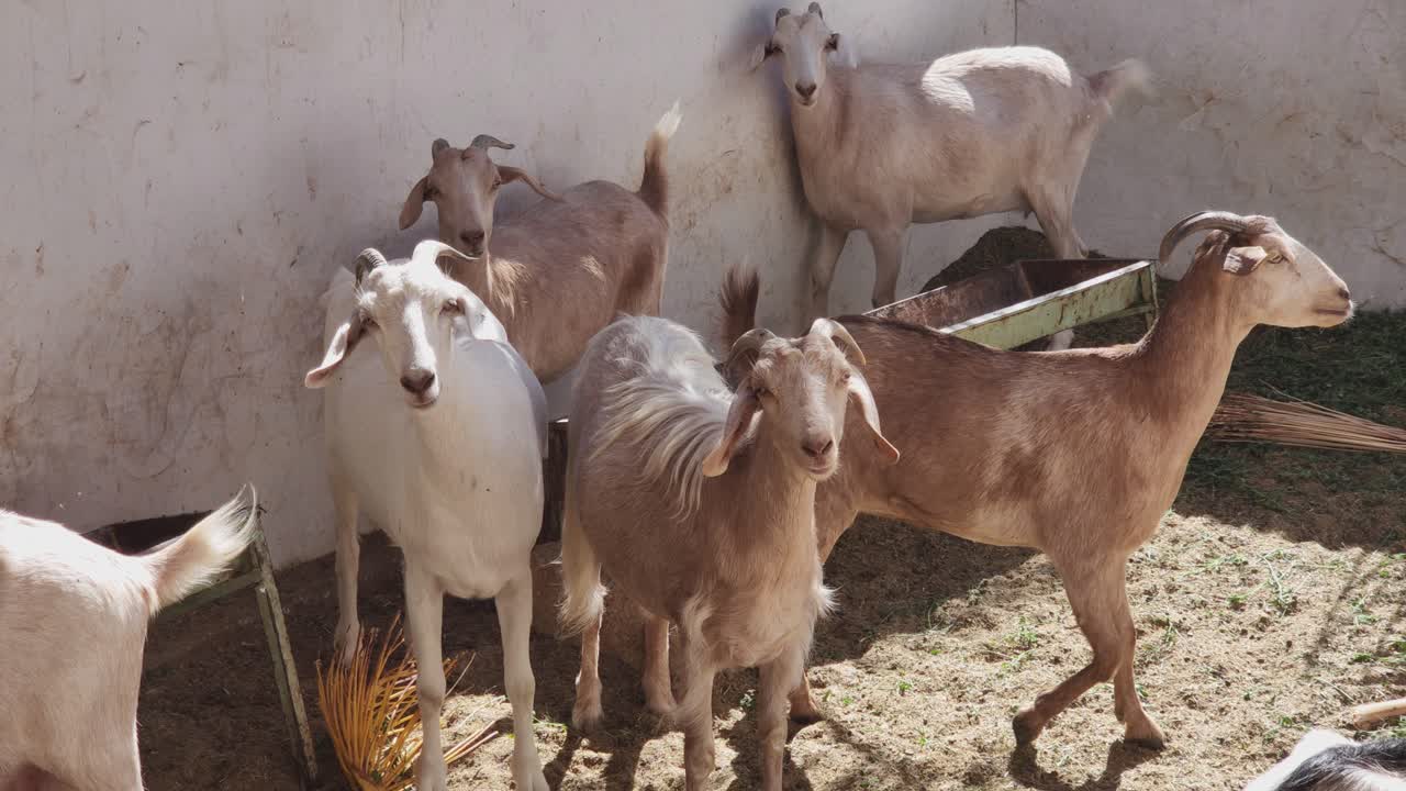 Goats graze and move in a farm enclosure, showing animal husbandry and rural life on a sunny day. A glimpse into sustainable farming practices and animal care