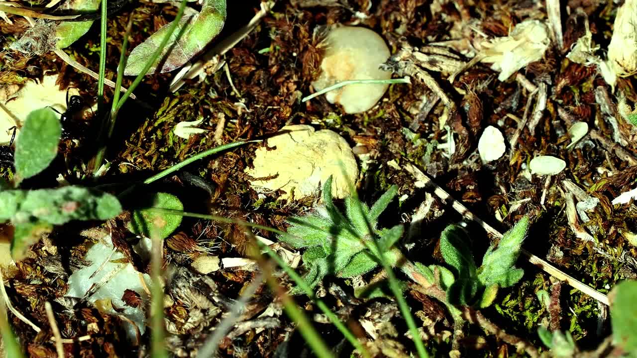 Black ants being busy in the undergrowth