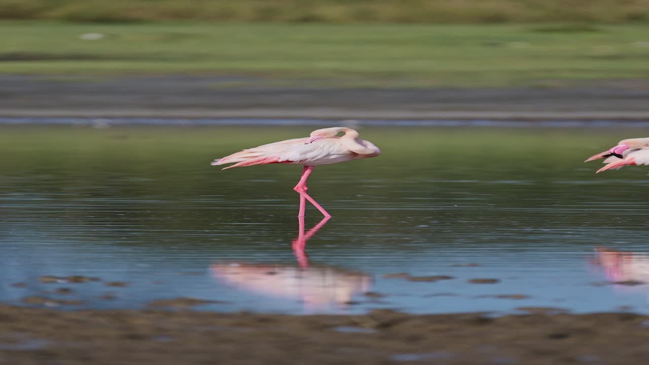 flamenco en el lago en africa, flamencos rosados video vertical para redes sociales, instagram reels y tiktok, poda y limpieza de plumas en el área de conservación de ngorongoro en el parque nacional de ndutu en tanzania