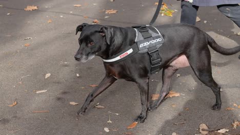 dog walking on a leaf-covered path