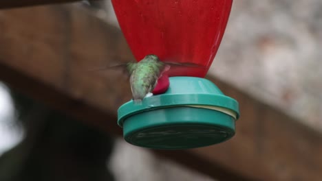 Kolibri-Auf-Einem-Futterhäuschen