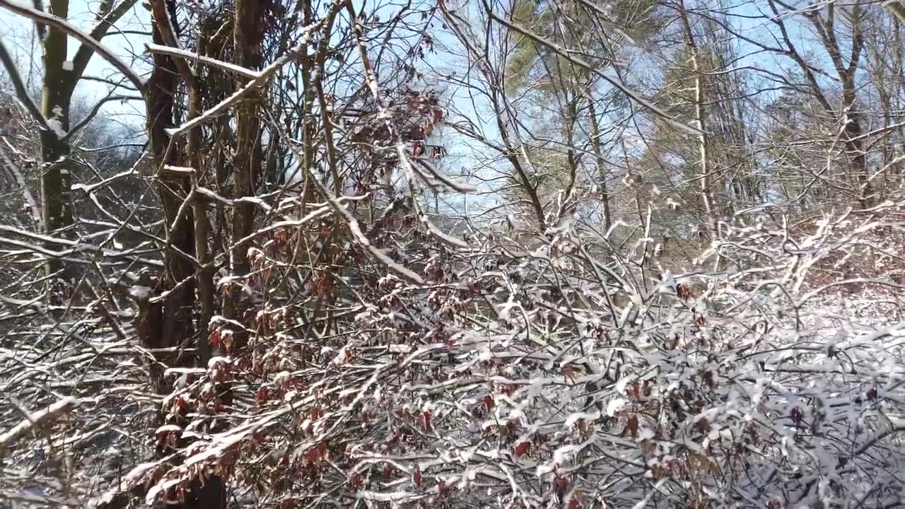 Winterwald. Schnee und Sonne