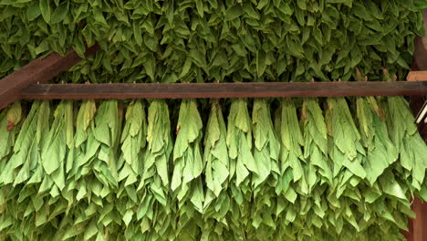 a harvest of tobacco drying in a tobacco barn in southern lancaster county, pennsylvania