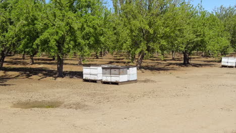 bees swarming apiary with bee hives in an orchard