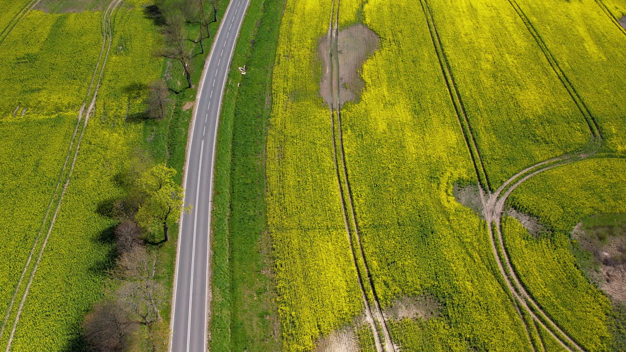 노란색 라프시드 농장 들 로 둘러싸인 경치 좋은 시골 도로 에 차량 을 운전