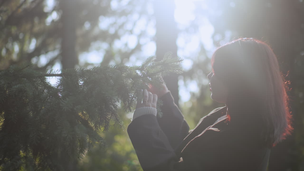 긴 코트를 입은 현대 여성이 햇살이 비치는 숲에서 소나무 가지를 부드럽게 만지며 차분하게 집중하여 솔잎을 관찰하고 있어요. 부드러운 보케 배경과 평온한 가을 자연의 순간, 옆모습, 따뜻한 햇살이 돋보여요.