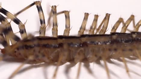 insect world, detailed look at a centipede's exoskeleton and legs
