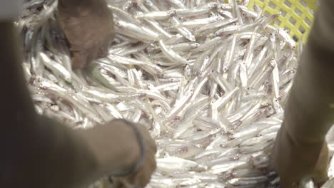 pêche à l'anchois frais dans le port des poissons