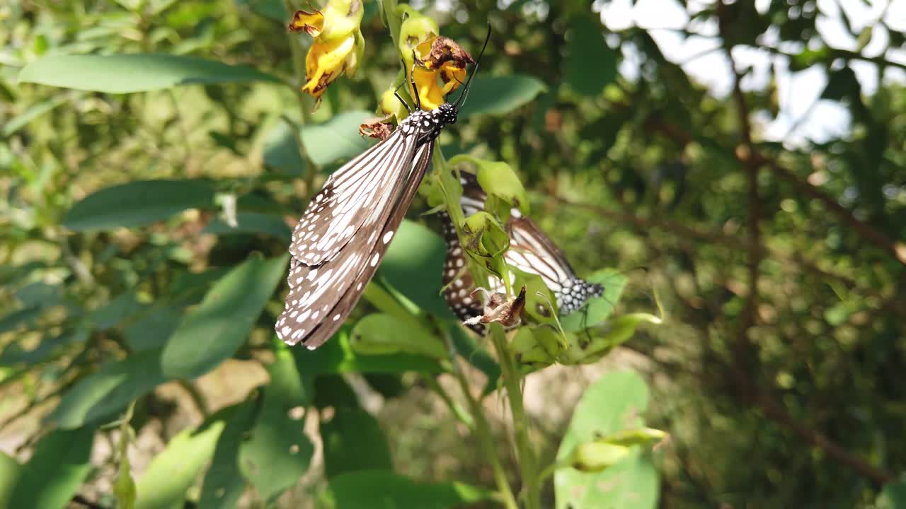 mariposa monarca en su hábitat natural durante la primavera en la india - blanco, naranja, marrón - estampado negro - dos mariposas a cámara lenta
