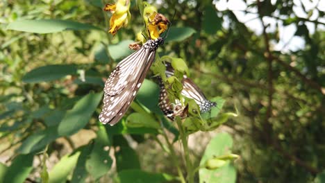 Monarch-butterfly-in-its-natural-habitat-during-spring-in-India---white,-orange,-brown---black-patterned---two-butterflies-slow-motion