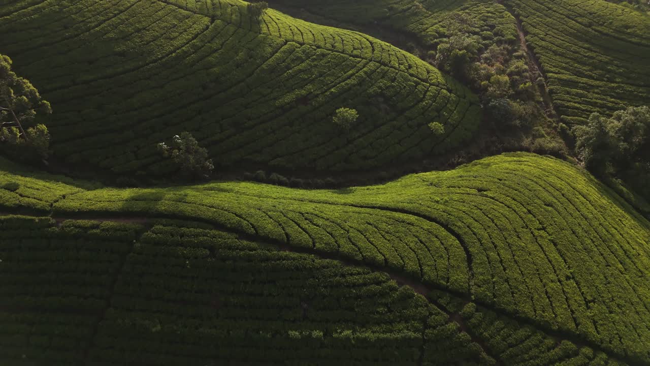 Tea plantation Sri Lanka. Undulating lumpy waving hills covered in lush green farmland creating a mystic fairytale landscape during early morning light. Drone aerial landscape.