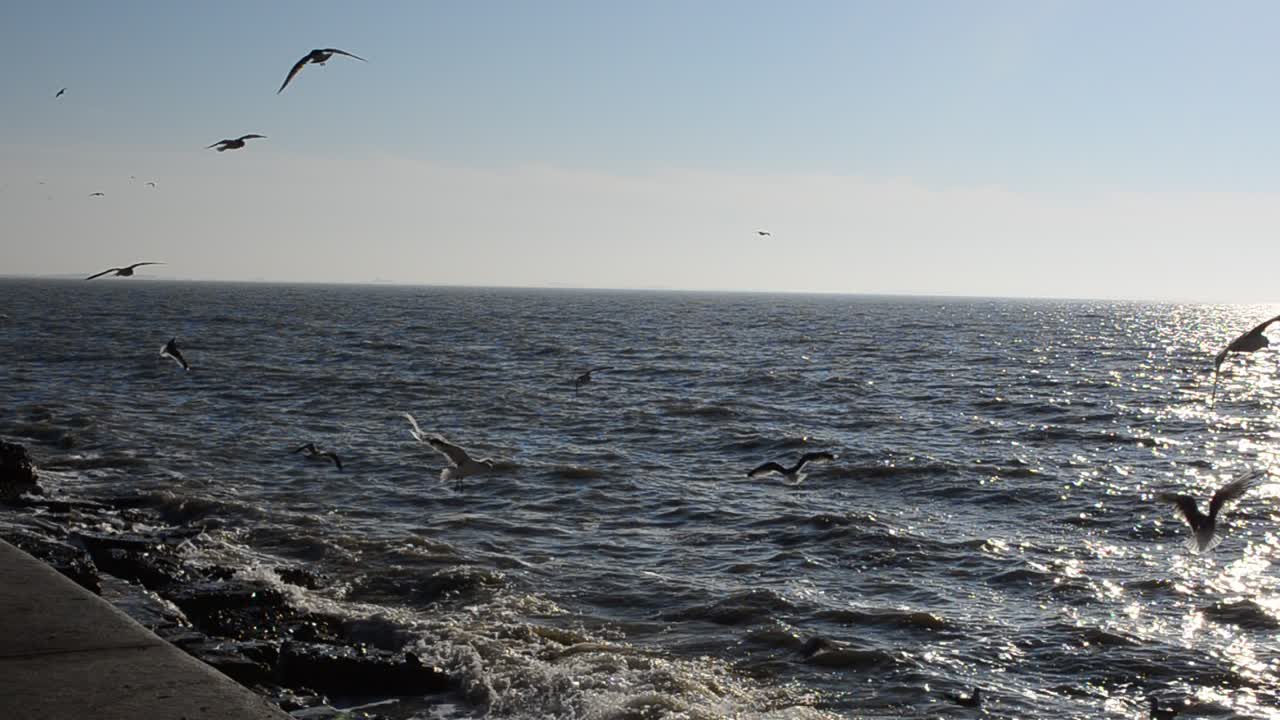 空のカモメ。波と海岸。