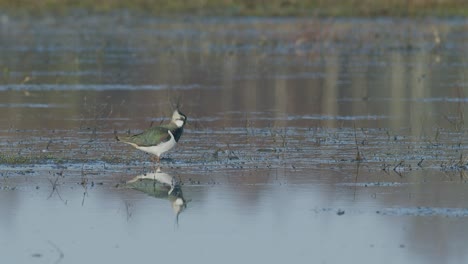 lapwing feeding with foot-movement rattling in flooded meadow in early spring