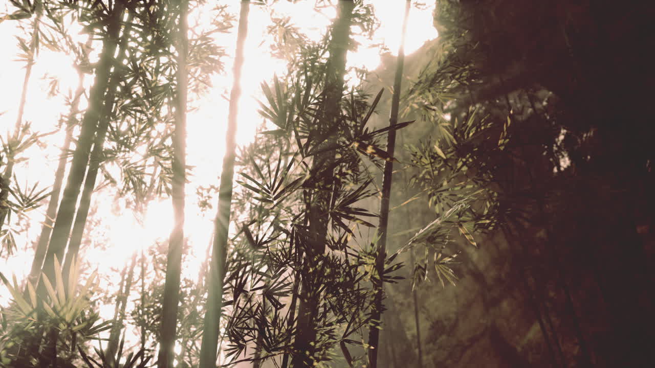 luz del sol del bosque de bambú
