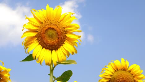 beautiful sunflowers background blue sky in farming