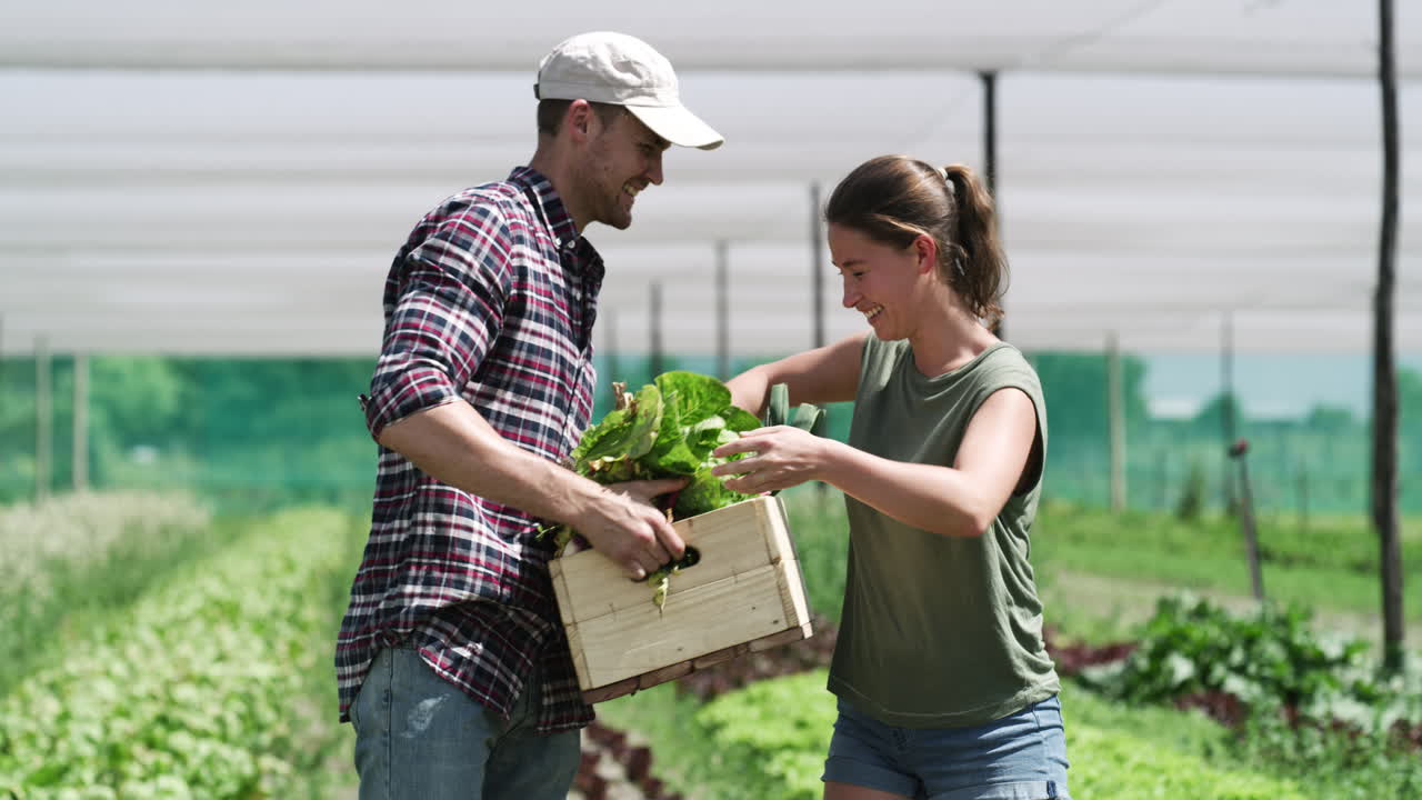agricultores que cosechan verduras