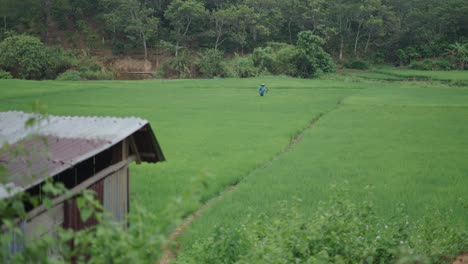 rice paddy field with farmer