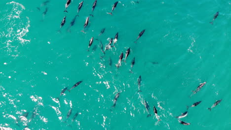 aerial school dolphins jumping 4k drone shot