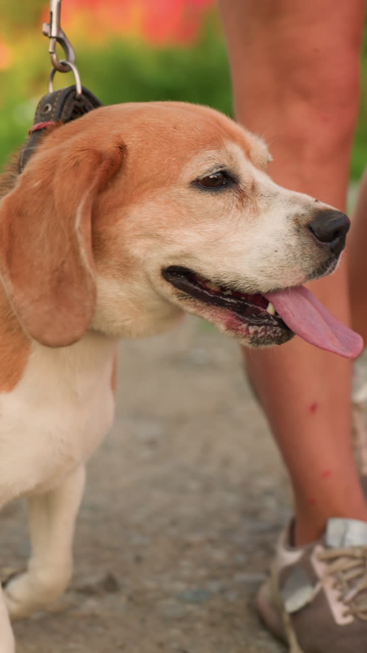 Close-up of individual's legs walking along dusty gravel road, with dog walking alongside with tongue out, leash visible, background features greenery with a blurry, unclear object in distance