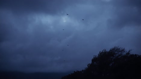 雀鳥飛過黑暗的雲天