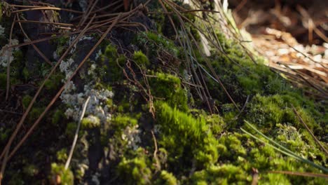 Vegetation-Und-Moose-Auf-Waldboden