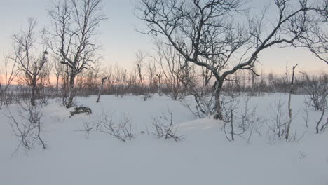 trees in deep snow during a cold winter in northern sweden