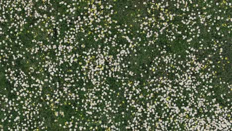 rising flight with drone with overhead view in a meadow full of flowers, the vast majority are chamomile flowers matricaria recutita alternating with other yellow ones, there is a green background