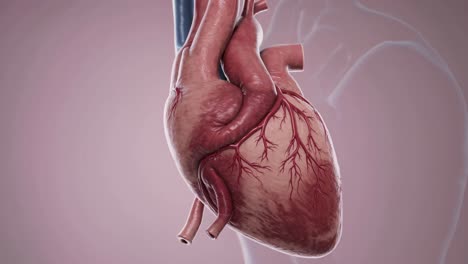 3d-rendered human heart model with detailed veins, captured from a side angle