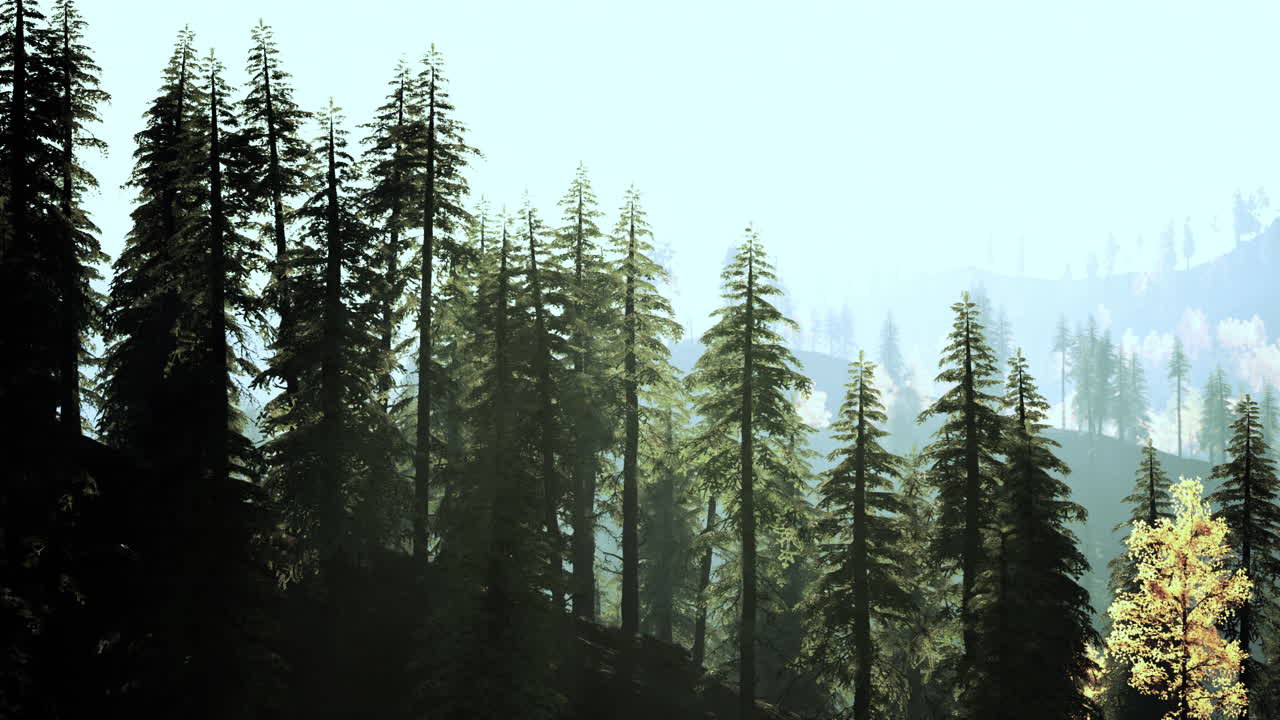 안개 인 산 위 에 있는 웅장 한 소나무 숲