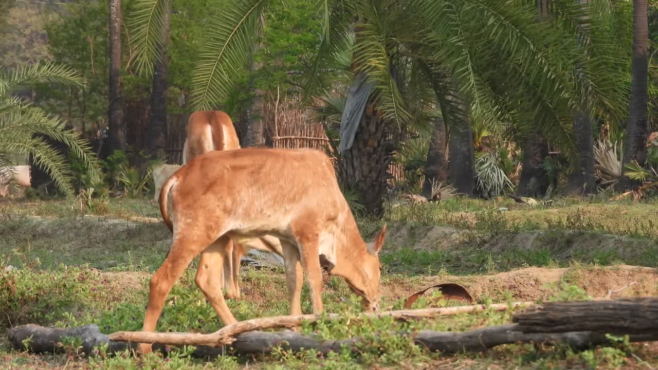 새끼 소 양 - 골드 놀이