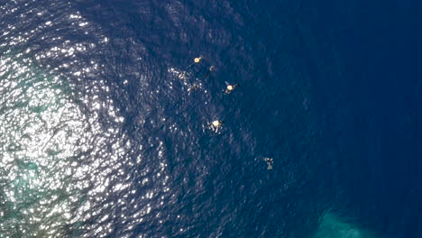 eine gruppe von tauchern mit gelben bojen schwimmt im meer, luftaufnahme über dem kopf