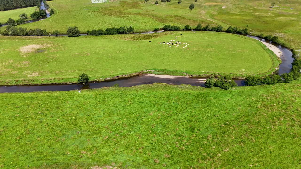 Drone footage glides above a lush green riverside pasture with grazing sheep, curving river, and scattered trees under bright natural daylight