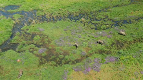 Drohnenschwenk-Aus-Der-Luft-Auf-Zebras-Am-Wasserüberlauf-In-Freier-Wildbahn