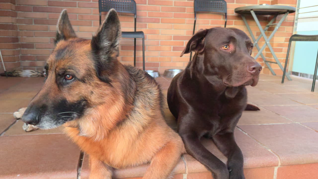 Adorable close-up of a German Shepherd and a chocolate Labrador lying side by side on a patio, calm and relaxed at home
