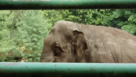 Nahaufnahme-Eines-Afrikanischen-Elefanten-In-Gefangenschaft-In-Einem-Zaun-Im-Danziger-Zoo,-Polen