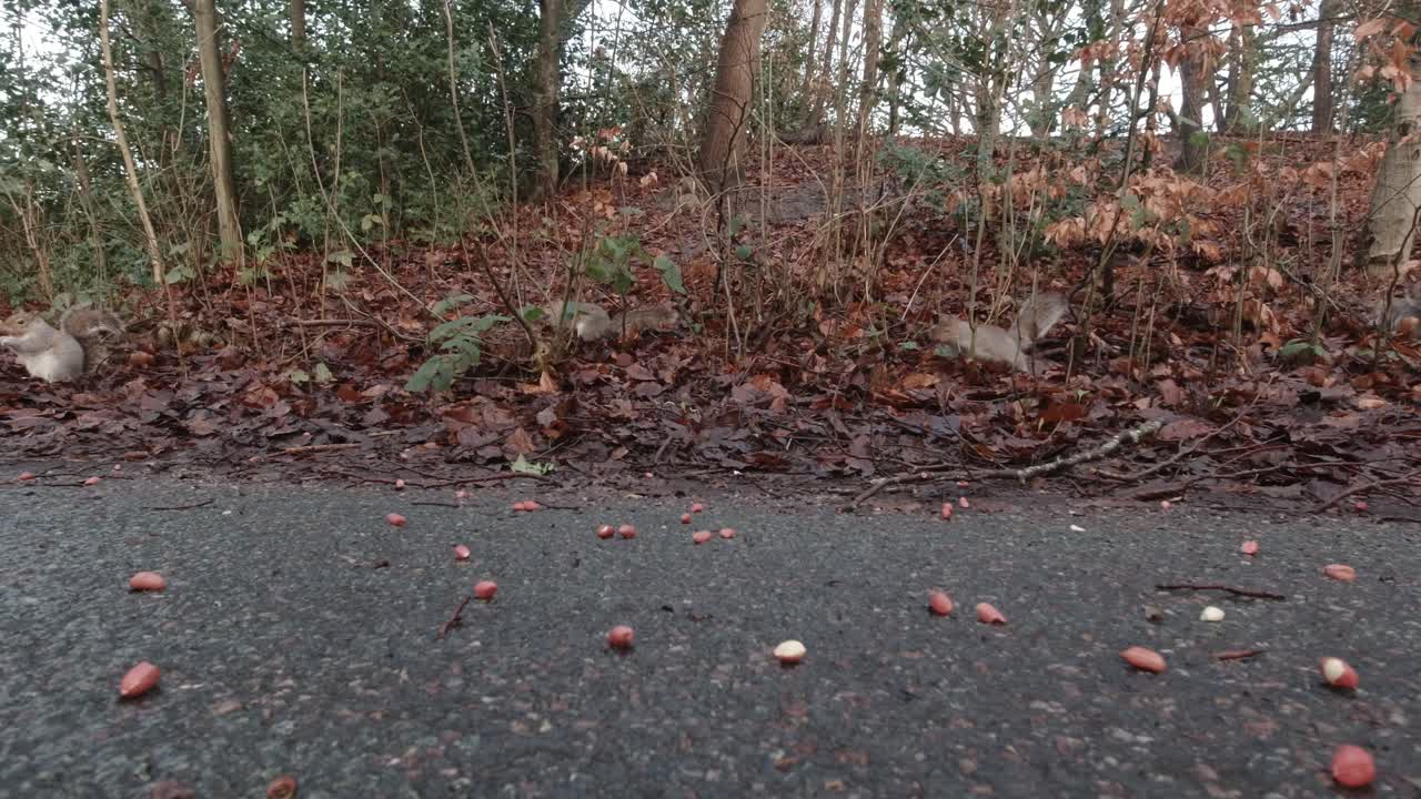 가을 공공 공원에서 사랑스러운 귀여운 다람쥐에게 땅콩을 먹이기