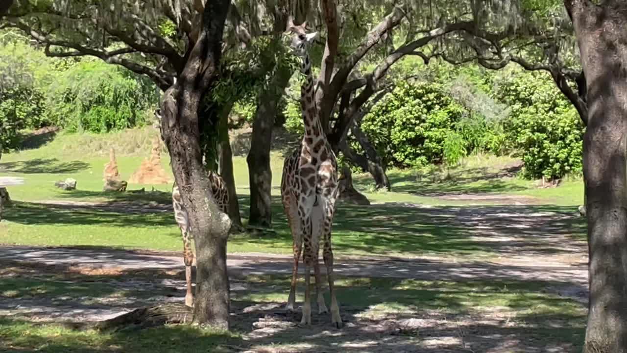 Two Giraffes Feeding on Leaves of a Tree, Moving Circular Arc Shot