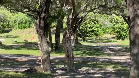 two giraffes feeding on leaves of a tree, moving circular arc shot