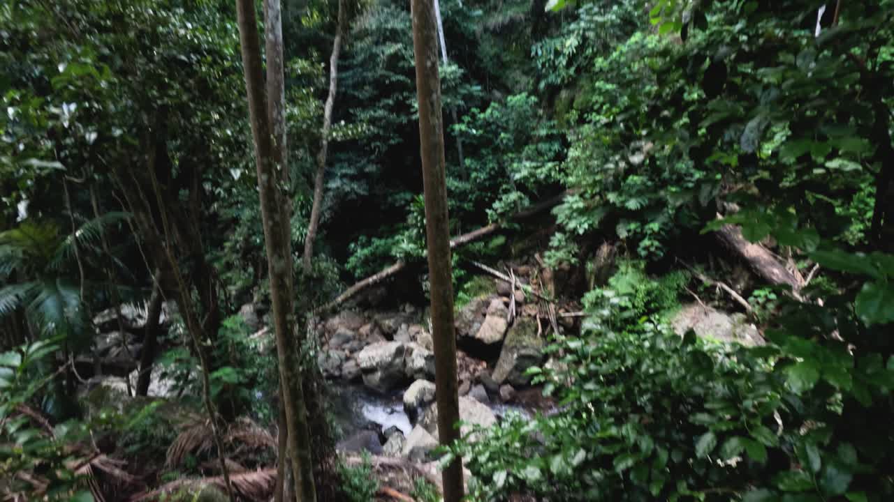 bosque exuberante con un arroyo que fluye