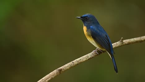 chinesischer blauer fliegenschnäpper, cyornis glaucicomans, zeigt seinen rücken und schaut sich neugierig um, während er auf einem ast sitzt und davonfliegt