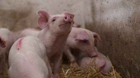 pigs on livestock farm pig farming young piglets at stable 52