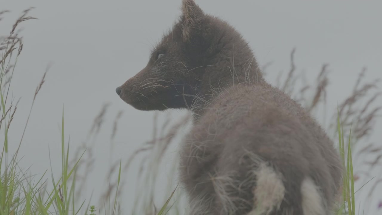 Volpe artica seduta di spalle alla telecamera, osserva l'orizzonte nella Riserva Naturale di Hornstrandir, Islanda. Filmato di fauna selvatica pacifico