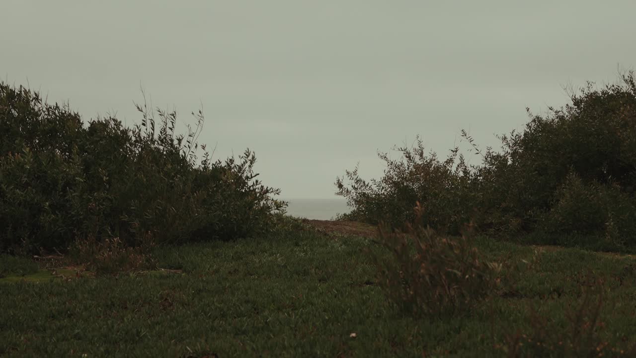 Green bushes and grass growing on hillside with distant sea horizon