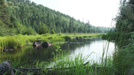 Scenic-Wilderness-river-grass-blowing-in-slow-motion