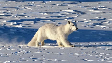 arctic fox running on snow