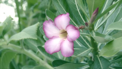 planta viva de oleandra de color rosa claro