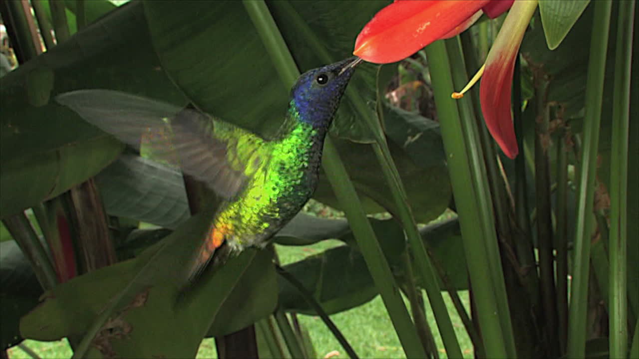 극도로 가까운 곳에서 맴도는 작은 바이올렛 벌새의 슬로우 모션 샷