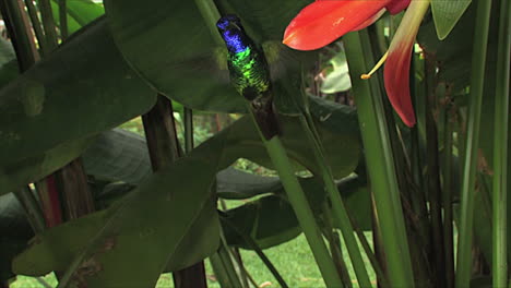 Slow-motion-shot-of-a-lesser-violetear-hummingbird-hovering-in-extreme-close-up