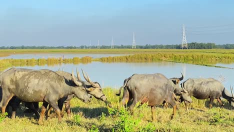 ox migrating through rural area in bangladesh