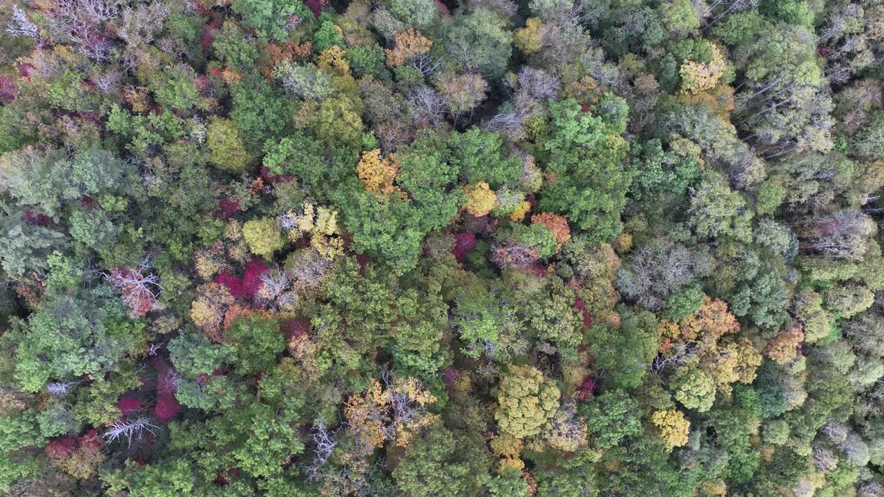 Drone top view of hills full of colorful trees
